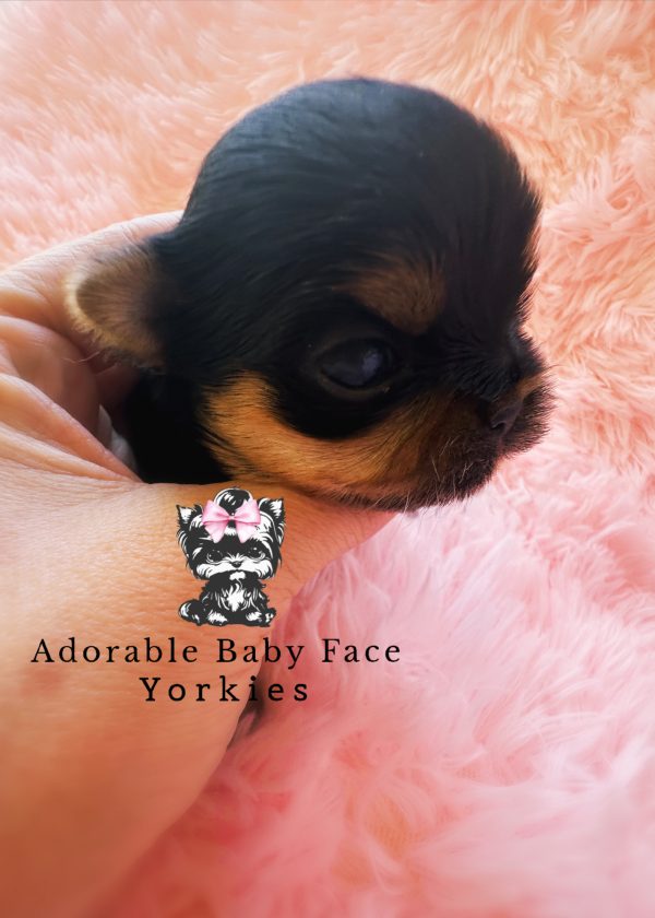 Yorkie Baby - Image 2
