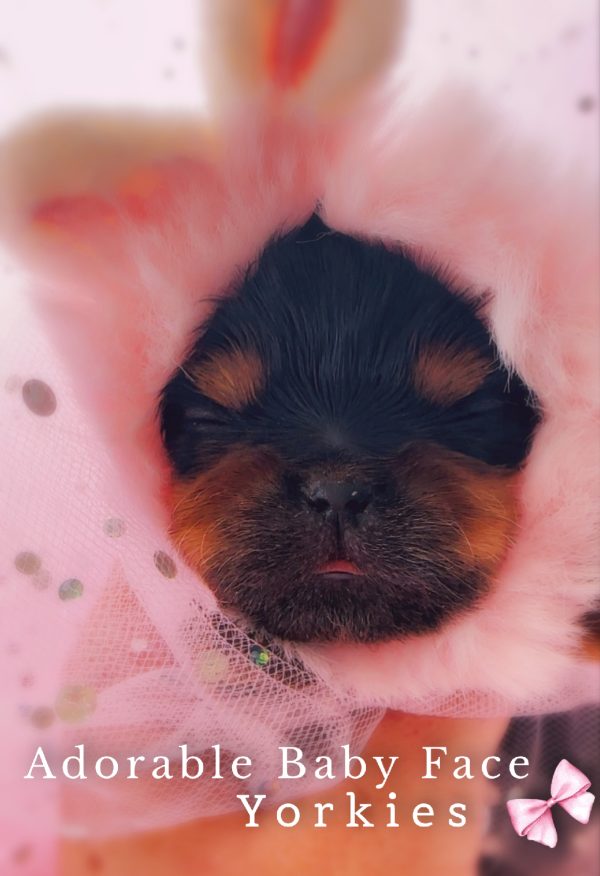 Yorkie Baby